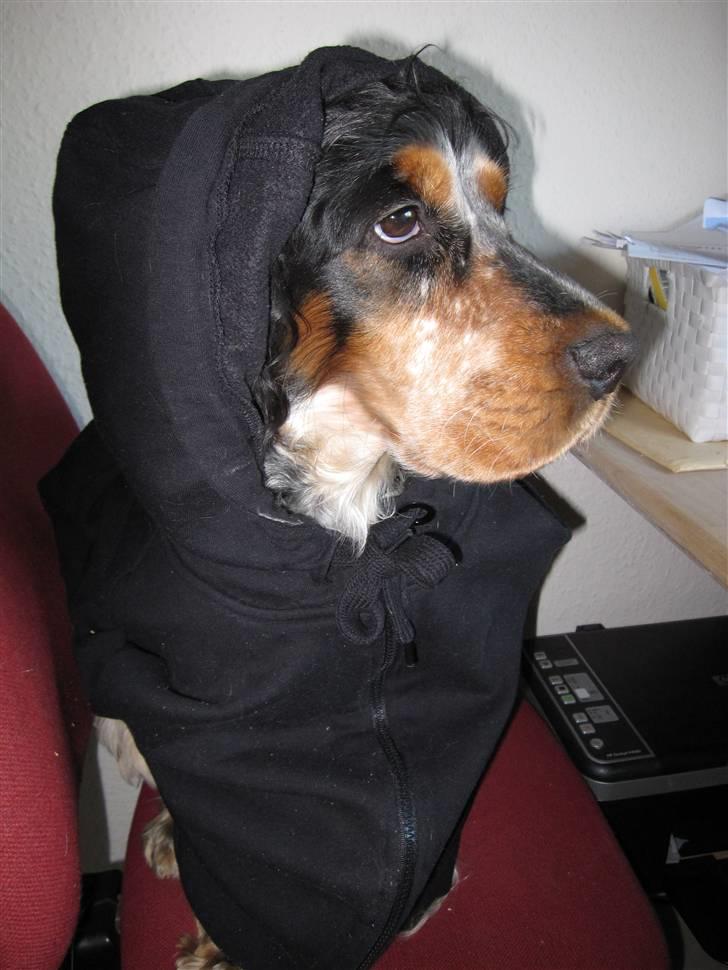 Cocker spaniel Frække Figo billede 17