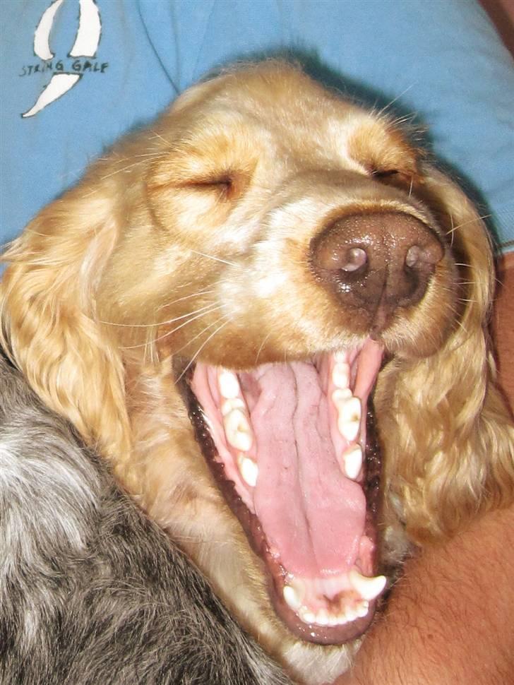 Cocker spaniel Aslan billede 20