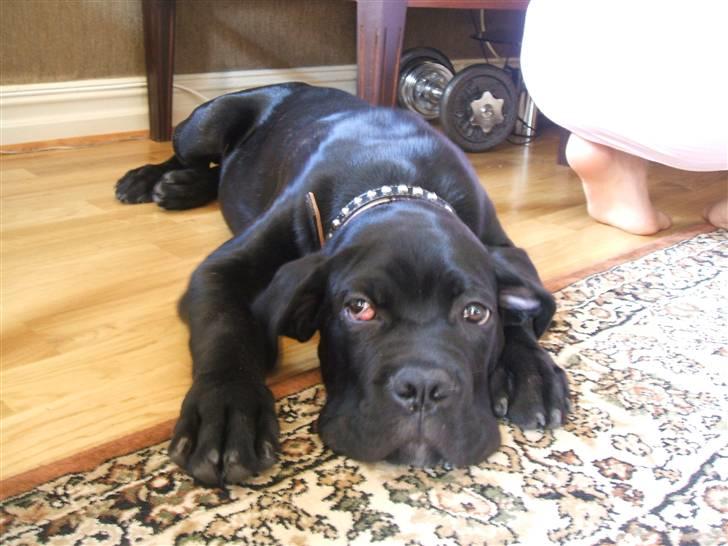 Cane corso rover billede 1