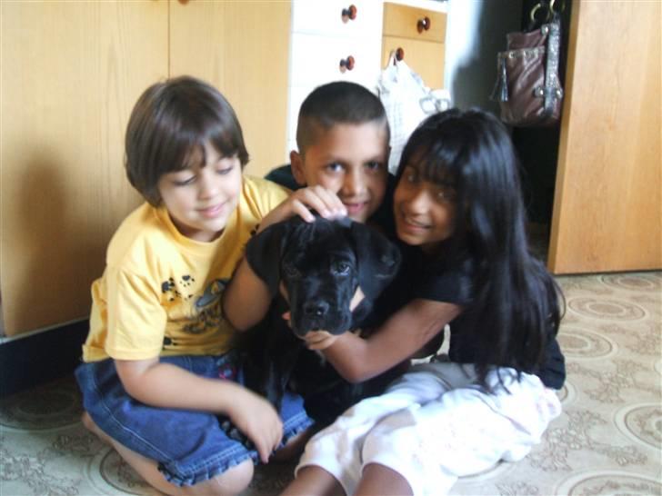 Cane corso rover billede 3