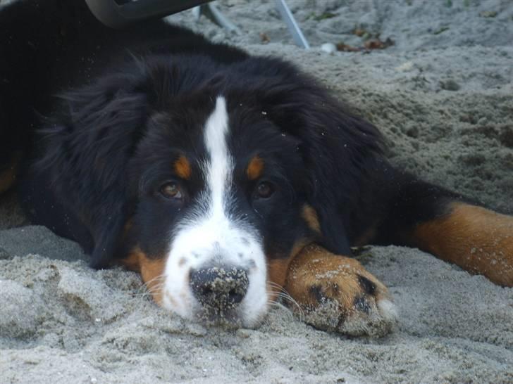 Berner sennenhund Hilmer - Det er dejligt at ligge i sandkassen. billede 6