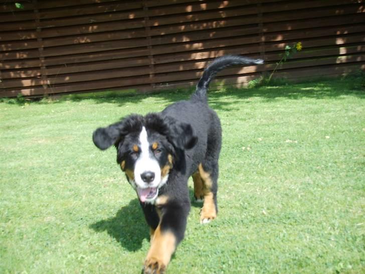Berner sennenhund Hilmer - Her kommer jeg... billede 7