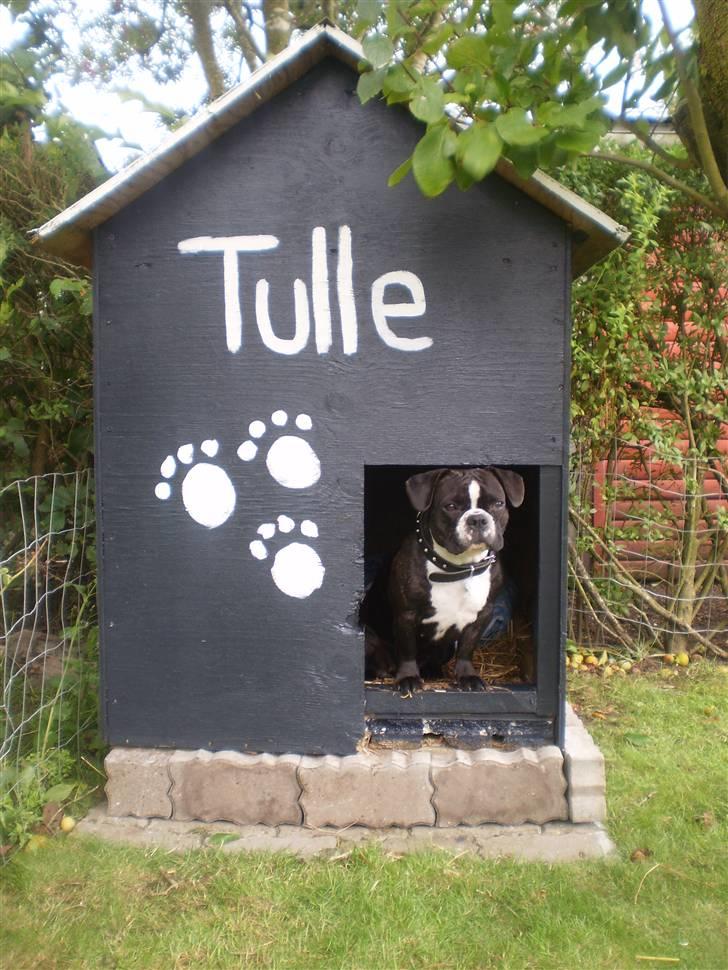 Fransk bulldog Tulle billede 9