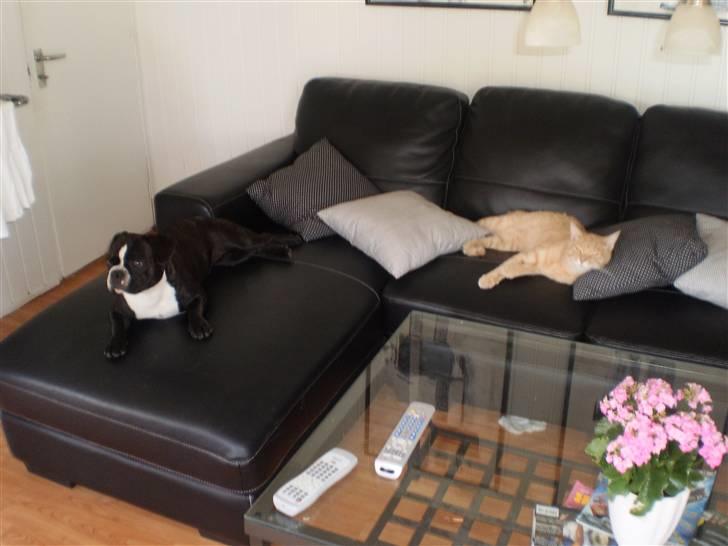 Fransk bulldog Tulle billede 10