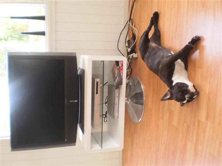 Fransk bulldog Tulle billede 11