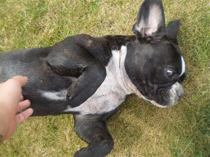 Fransk bulldog Tulle billede 12