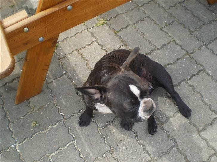 Fransk bulldog Tulle billede 13