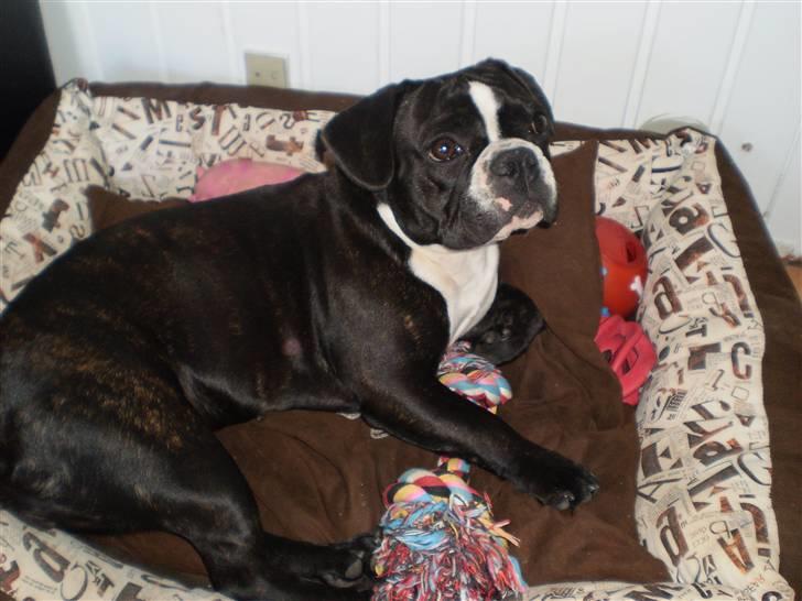 Fransk bulldog Tulle billede 14