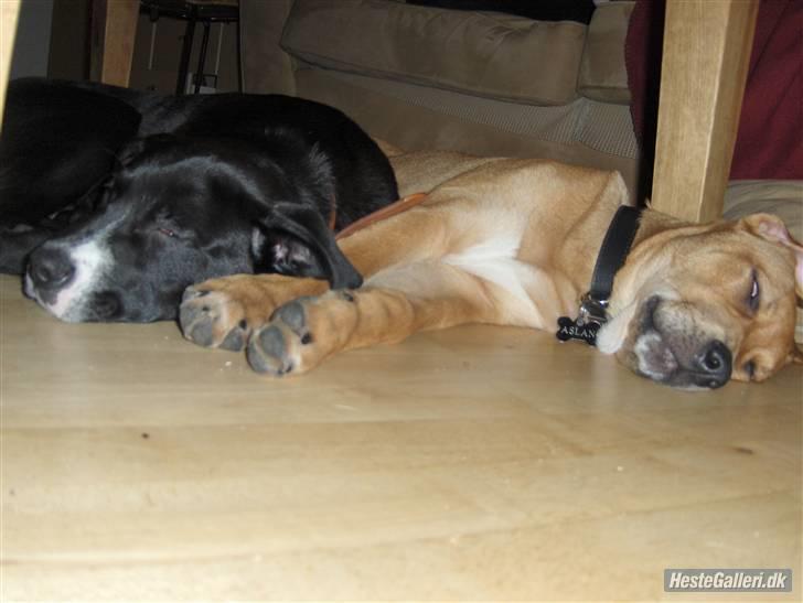 Blanding af racer aslan - mig og min bror han er solgt  billede 13