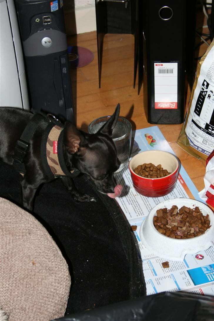 Chihuahua ***-Britney-*** billede 11