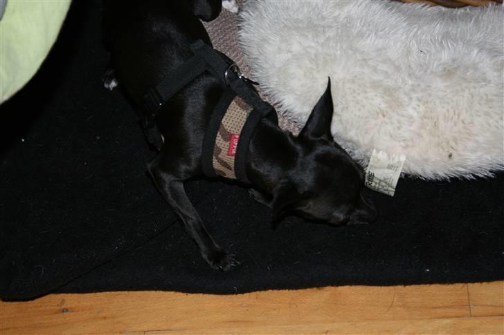 Chihuahua ***-Britney-*** billede 12