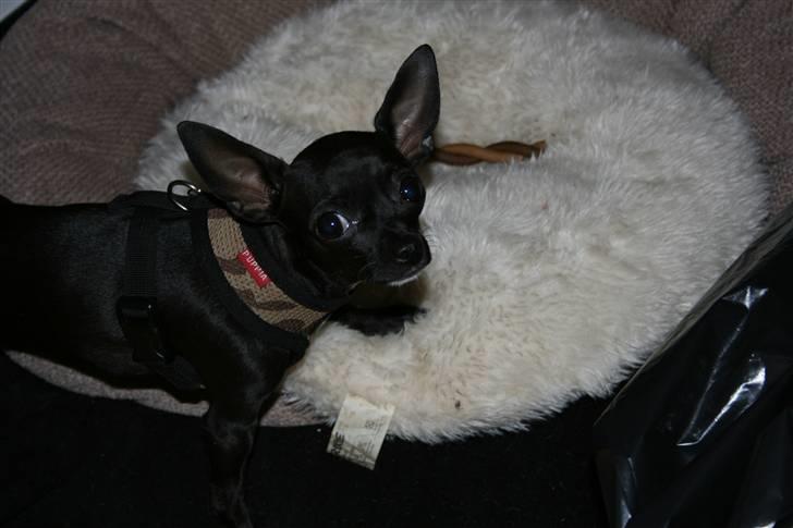 Chihuahua ***-Britney-*** billede 13