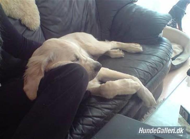 Golden retriever Sammy - Sammy putter hos mig. - Dejligt med lidt sofa-hygge :)) billede 12