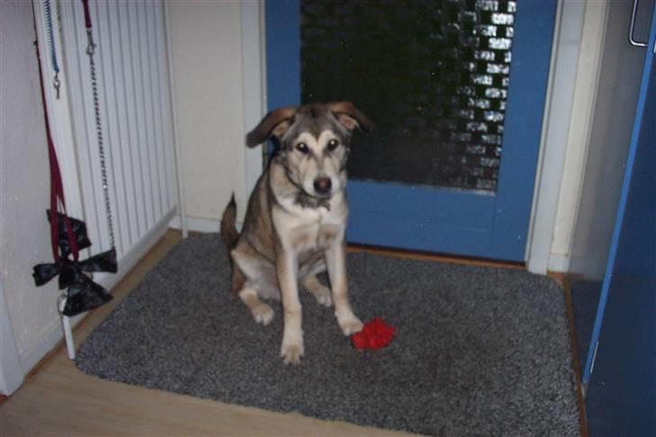 Alaskan malamute Vaks billede 1