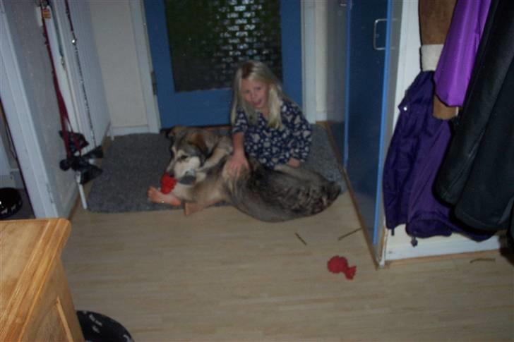 Alaskan malamute Vaks billede 2