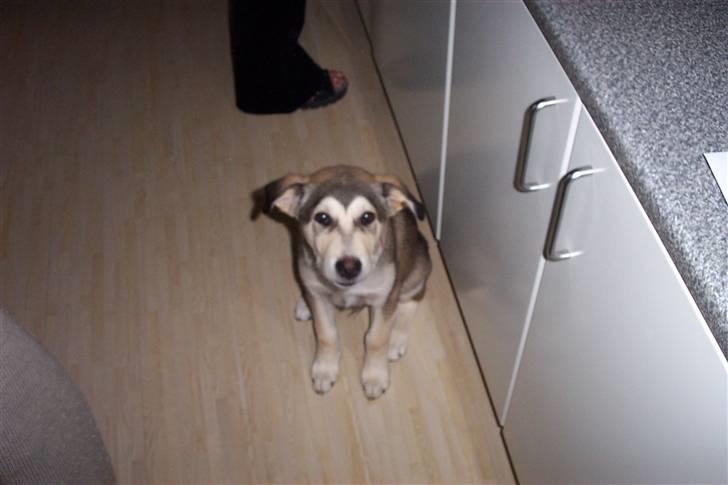 Alaskan malamute Vaks billede 3