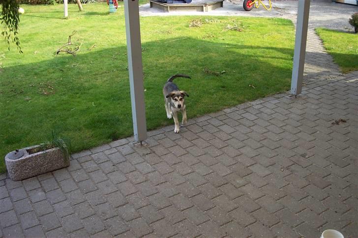 Alaskan malamute Vaks billede 4