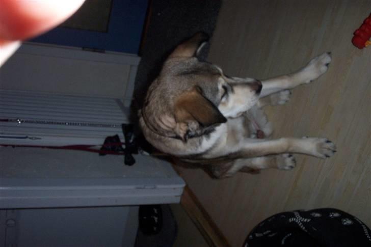 Alaskan malamute Vaks billede 5