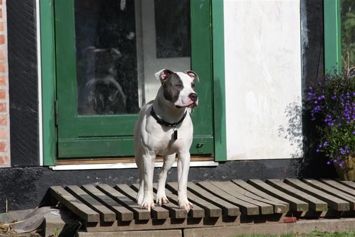 Amerikansk staffordshire terrier Eikki billede 1