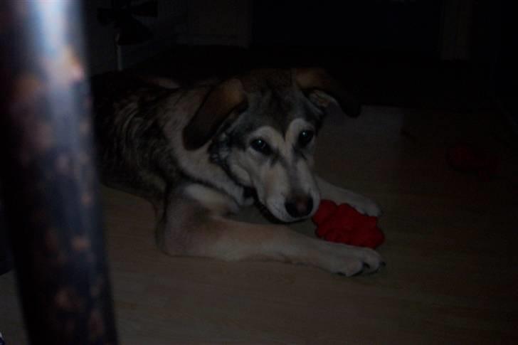 Alaskan malamute Vaks billede 6