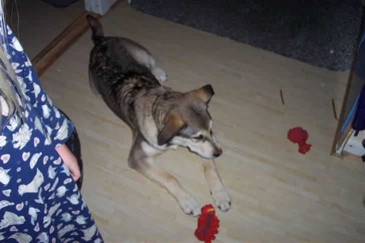 Alaskan malamute Vaks billede 7