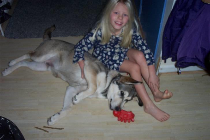 Alaskan malamute Vaks billede 8