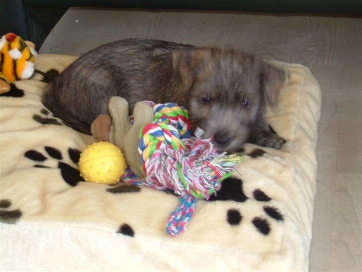 Irish Glen of Imaal Terrier Mille<33 AFLIVET!:'( billede 1