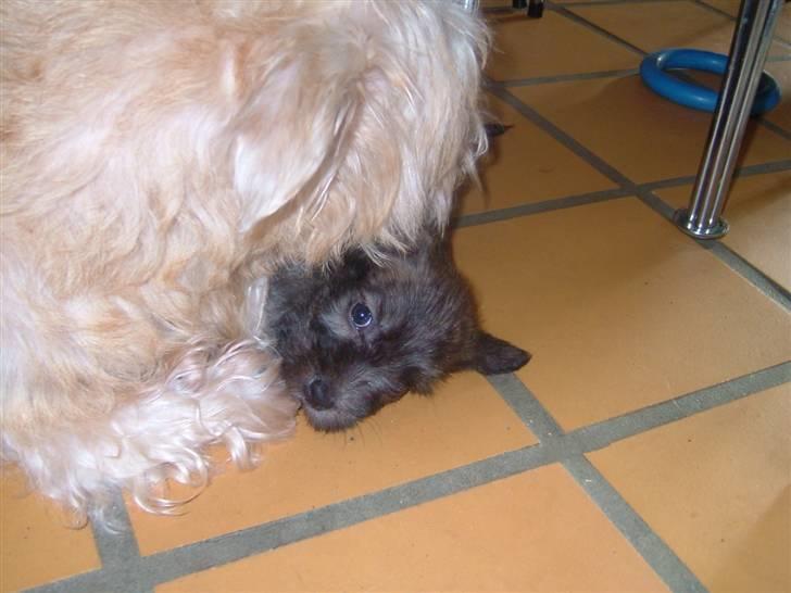 Irish Glen of Imaal Terrier Mille<33 AFLIVET!:'( billede 2