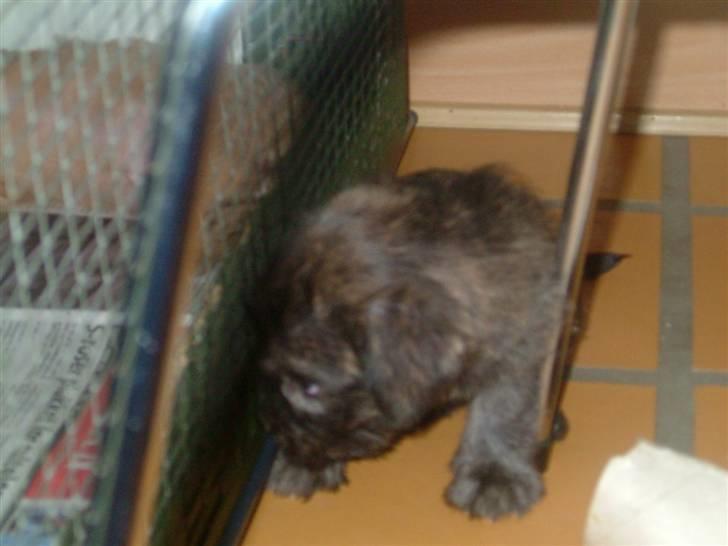 Irish Glen of Imaal Terrier Mille<33 AFLIVET!:'( billede 3