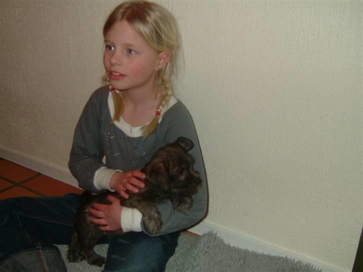 Irish Glen of Imaal Terrier Mille<33 AFLIVET!:'( billede 4