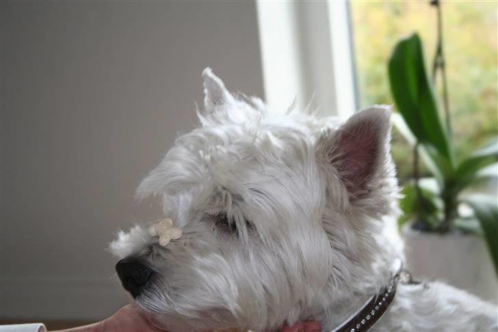 West highland white terrier Julius R.I.P. ); SAVNET! billede 13