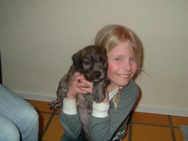 Irish Glen of Imaal Terrier Mille<33 AFLIVET!:'( billede 5