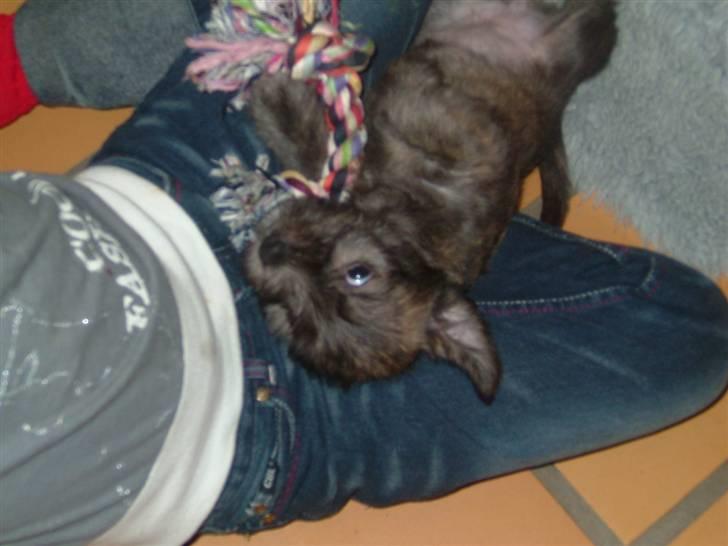 Irish Glen of Imaal Terrier Mille<33 AFLIVET!:'( billede 6