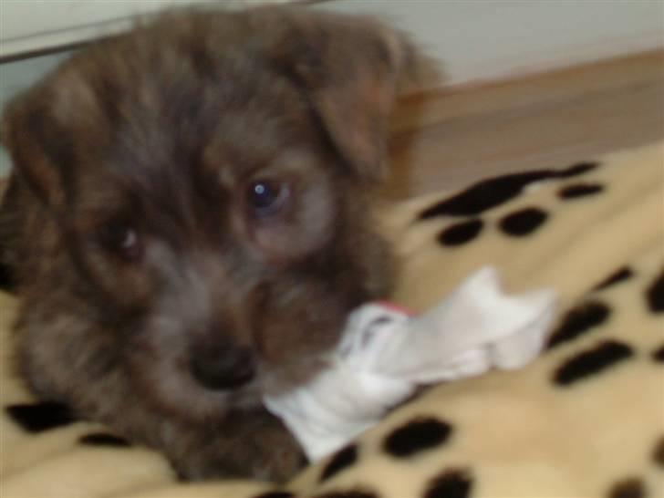 Irish Glen of Imaal Terrier Mille<33 AFLIVET!:'( billede 7