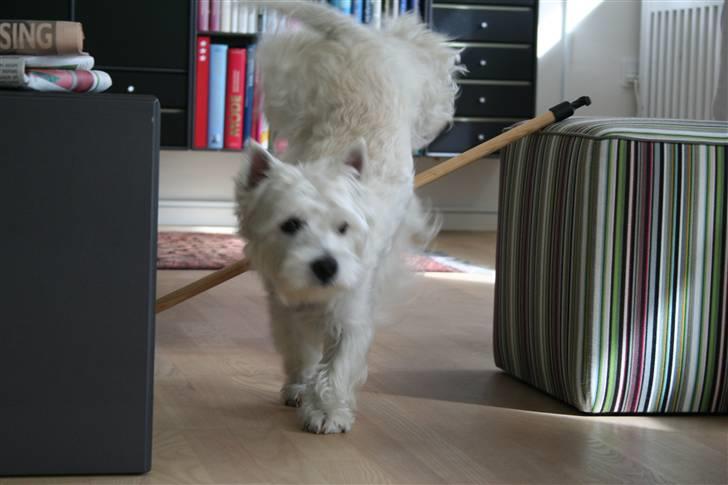 West highland white terrier Julius R.I.P. ); SAVNET! billede 14