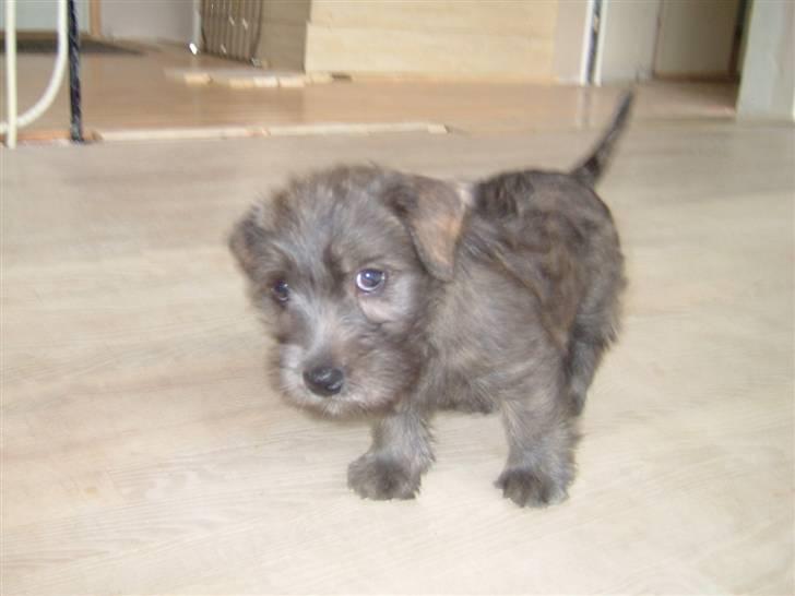 Irish Glen of Imaal Terrier Mille<33 AFLIVET!:'( billede 8