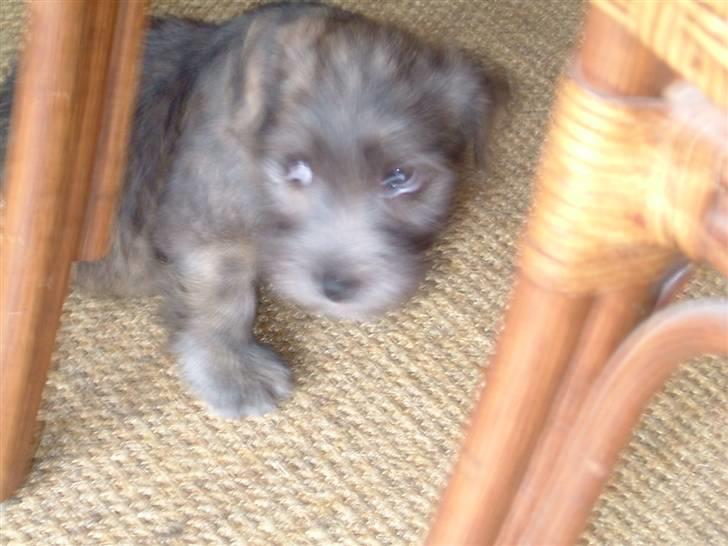 Irish Glen of Imaal Terrier Mille<33 AFLIVET!:'( billede 9