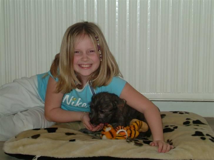 Irish Glen of Imaal Terrier Mille<33 AFLIVET!:'( billede 10