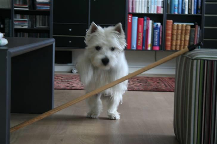West highland white terrier Julius R.I.P. ); SAVNET! billede 15