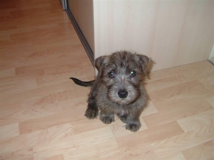 Irish Glen of Imaal Terrier Mille<33 AFLIVET!:'( billede 11
