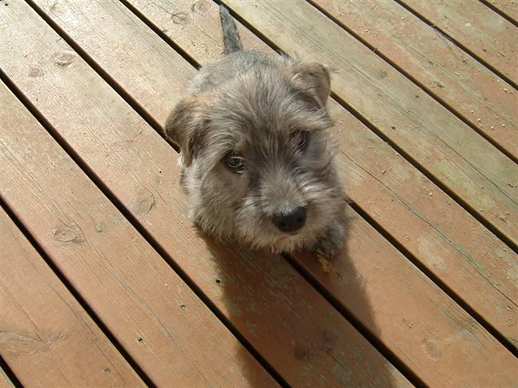 Irish Glen of Imaal Terrier Mille<33 AFLIVET!:'( billede 12
