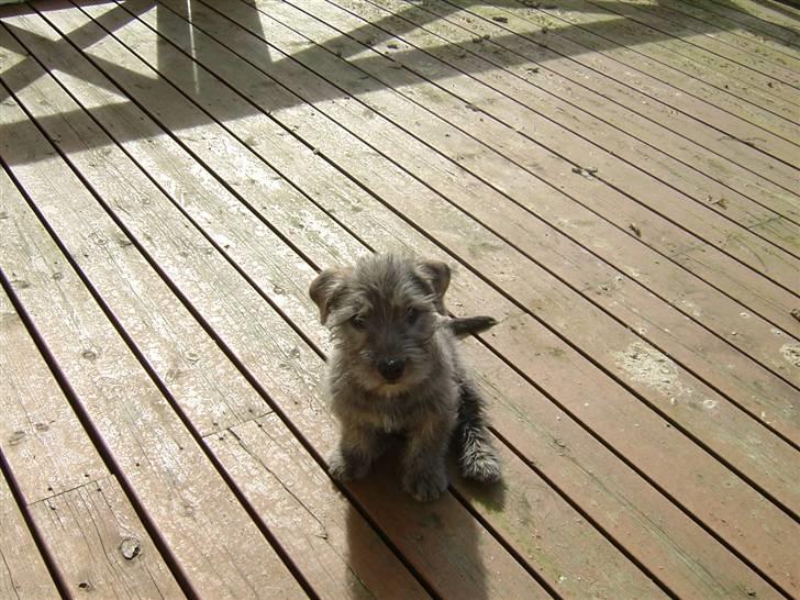 Irish Glen of Imaal Terrier Mille<33 AFLIVET!:'( billede 13