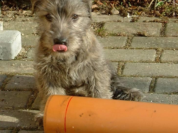 Irish Glen of Imaal Terrier Mille<33 AFLIVET!:'( billede 14