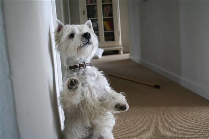 West highland white terrier Julius R.I.P. ); SAVNET! billede 16