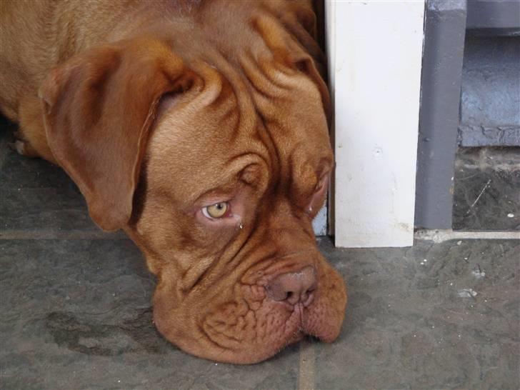 Dogue de bordeaux Ludvig R.I.P billede 13