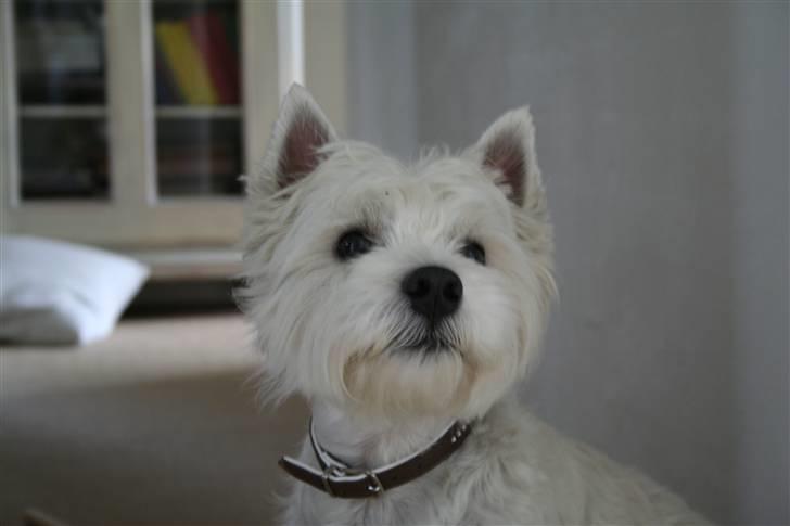 West highland white terrier Julius R.I.P. ); SAVNET! billede 17