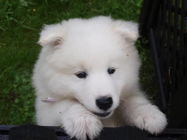 Samojedhund Gina - Hallo , ta mig op, Jeg kan ikk finde ud af hvordan jeg kom her ind....  billede 2