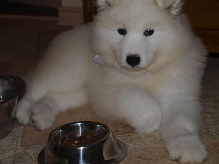 Samojedhund Gina billede 3