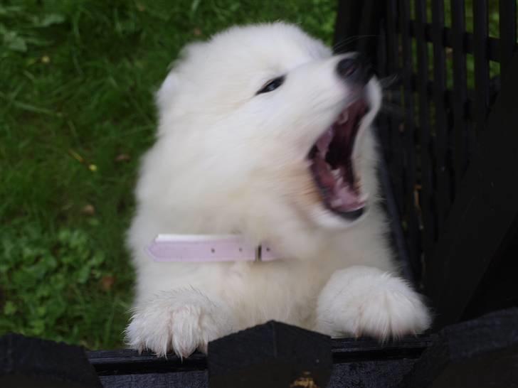 Samojedhund Gina billede 4