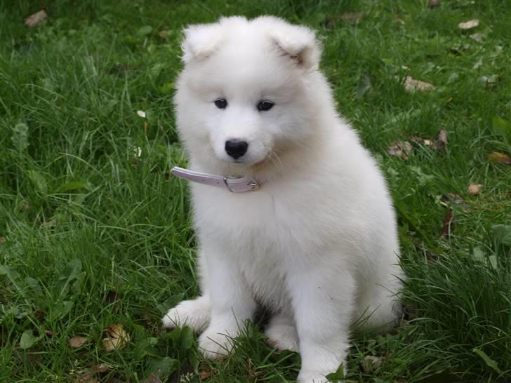 Samojedhund Gina billede 5